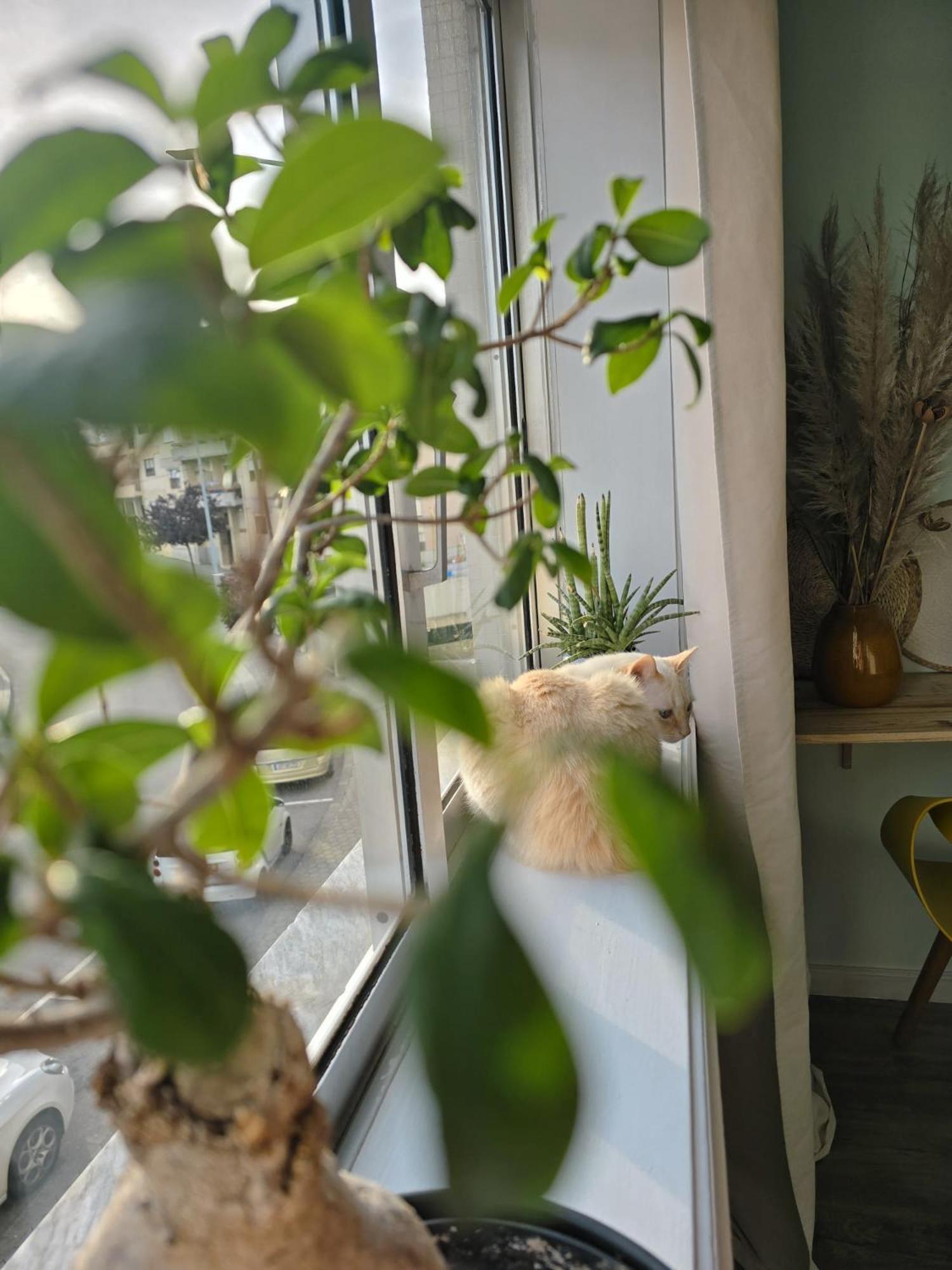 The House Of Cats Apartment Oliveira do Douro  Exterior photo